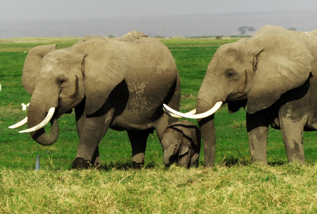 Elephant family, Amboseli National Park, Kenya, safari